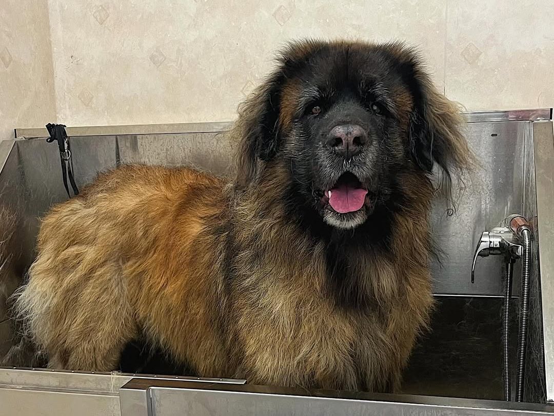 Hund blir tvättad